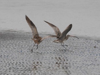 ホウロクシギ 葛西臨海公園 2024年3月23日(土)