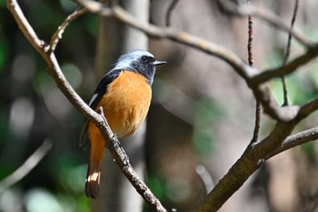 Daurian Redstart Unknown Spots Fri, 3/22/2024