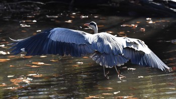 アオサギ 小宮公園(八王子) 2018年12月15日(土)