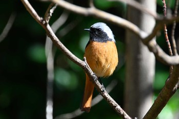 Daurian Redstart Shinjuku Gyoen National Garden Fri, 3/22/2024