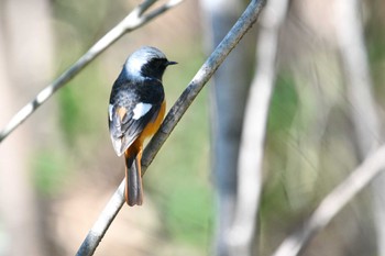 Daurian Redstart Shinjuku Gyoen National Garden Fri, 3/22/2024