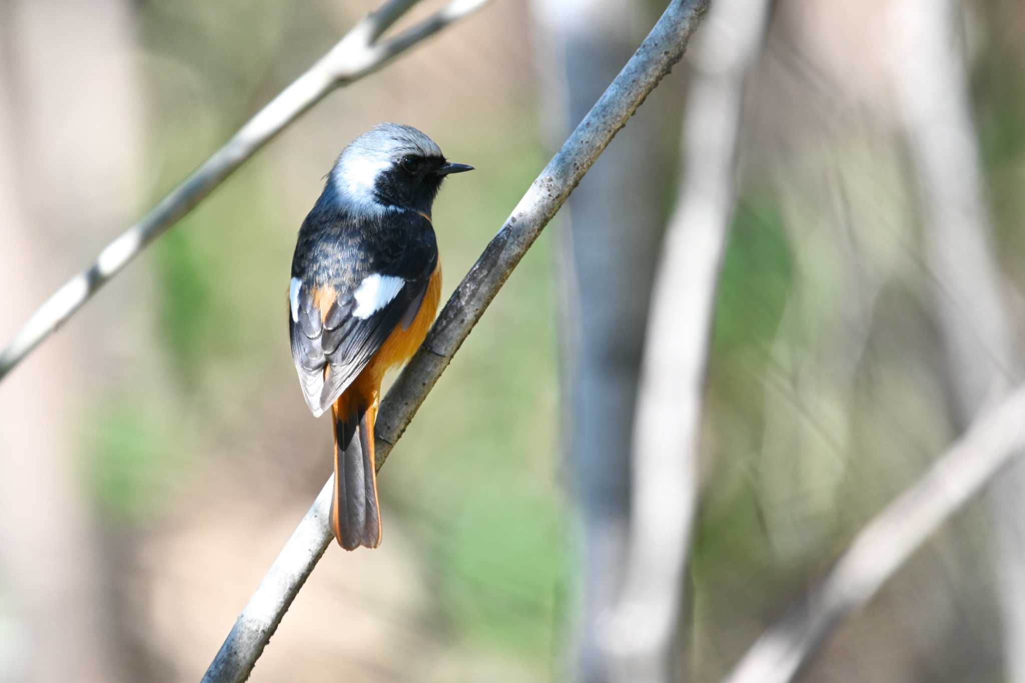 Photo of Daurian Redstart at Shinjuku Gyoen National Garden by y-kuni