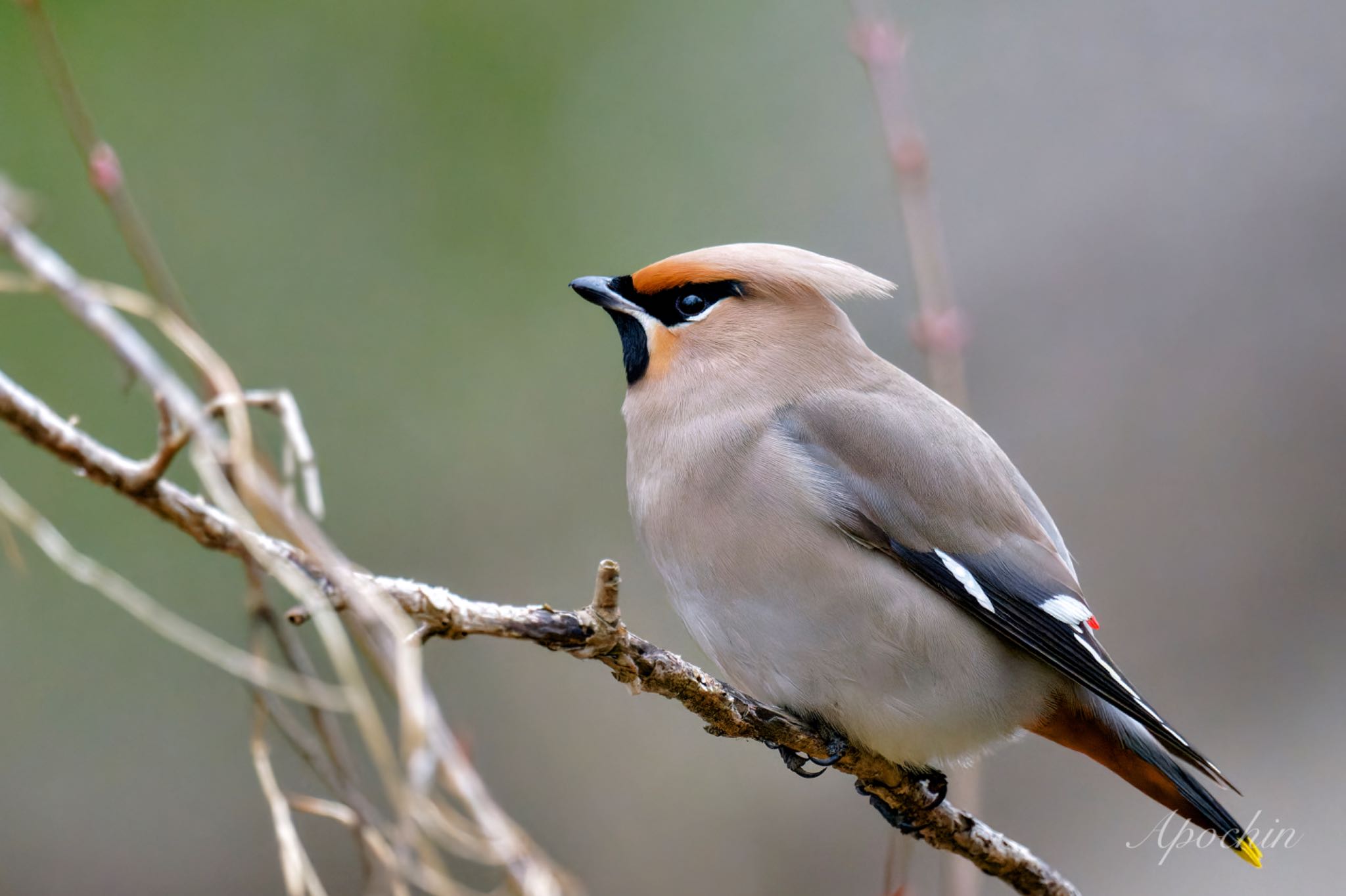 Bohemian Waxwing