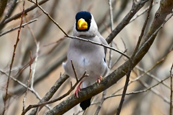 Japanese Grosbeak Suwako Lake Sun, 3/24/2024