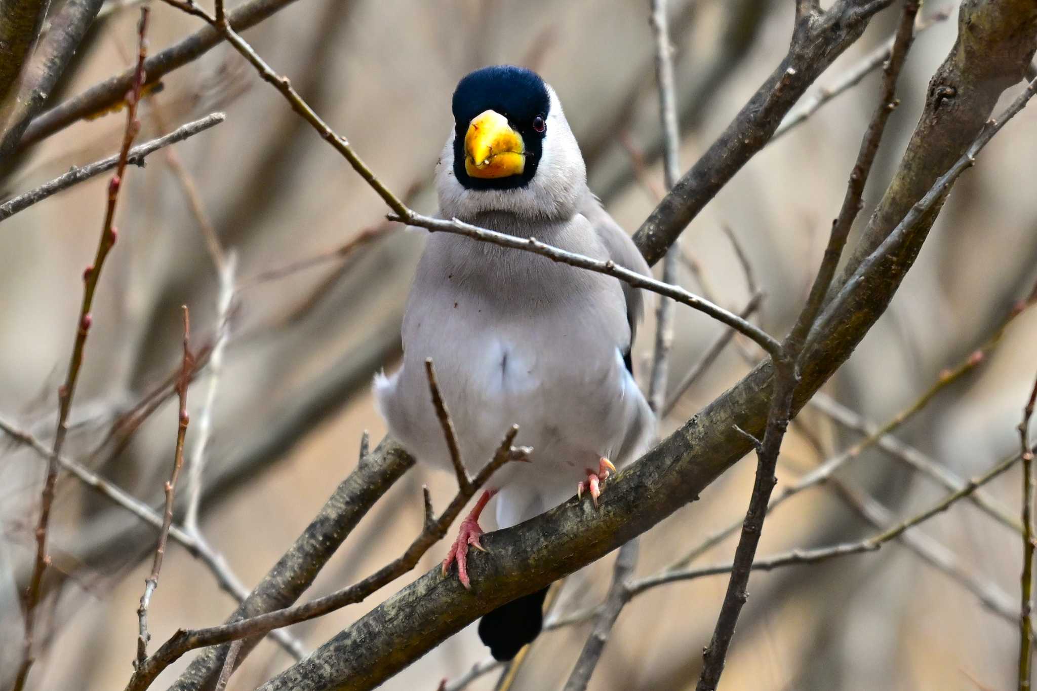 Japanese Grosbeak