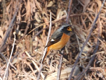 Daurian Redstart まつぶし緑の丘公園 Fri, 1/5/2024