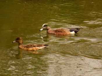 American Wigeon Watarase Yusuichi (Wetland) Sun, 3/24/2024