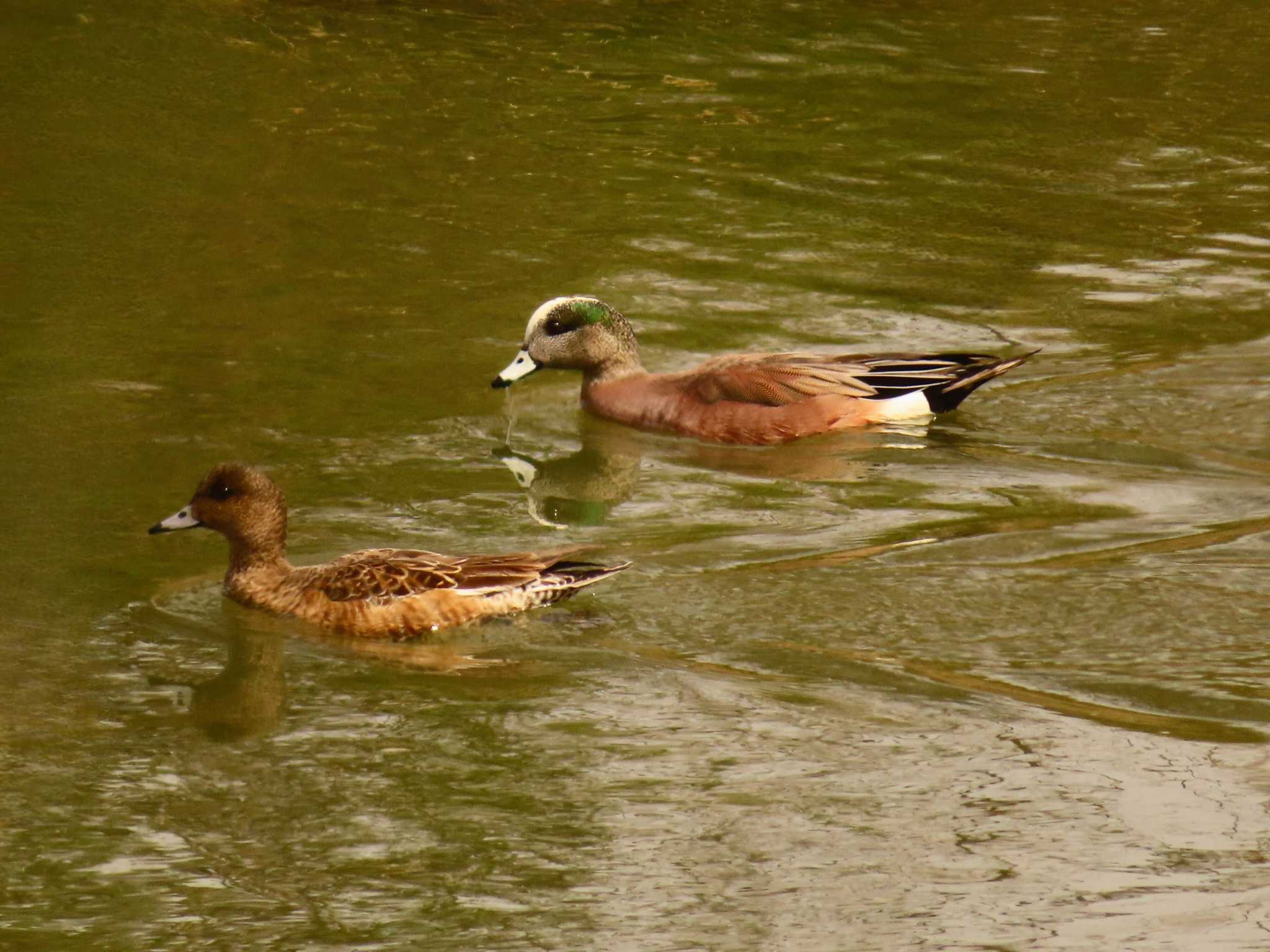 American Wigeon