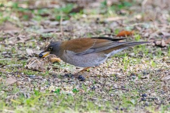 Pale Thrush 石ケ谷公園 Sat, 2/24/2024