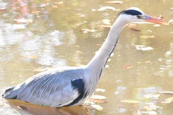 アオサギ 小宮公園(八王子) 2018年12月15日(土)