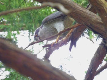 オオタカ 井の頭公園 2024年3月24日(日)