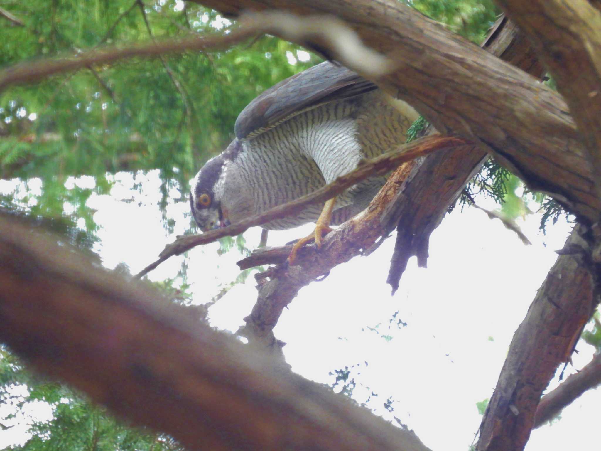 井の頭公園 オオタカの写真 by amigo-hiro