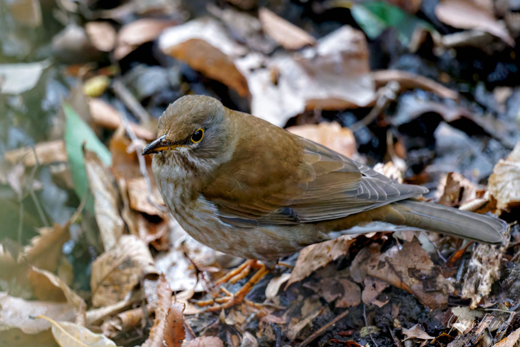 Pale Thrush