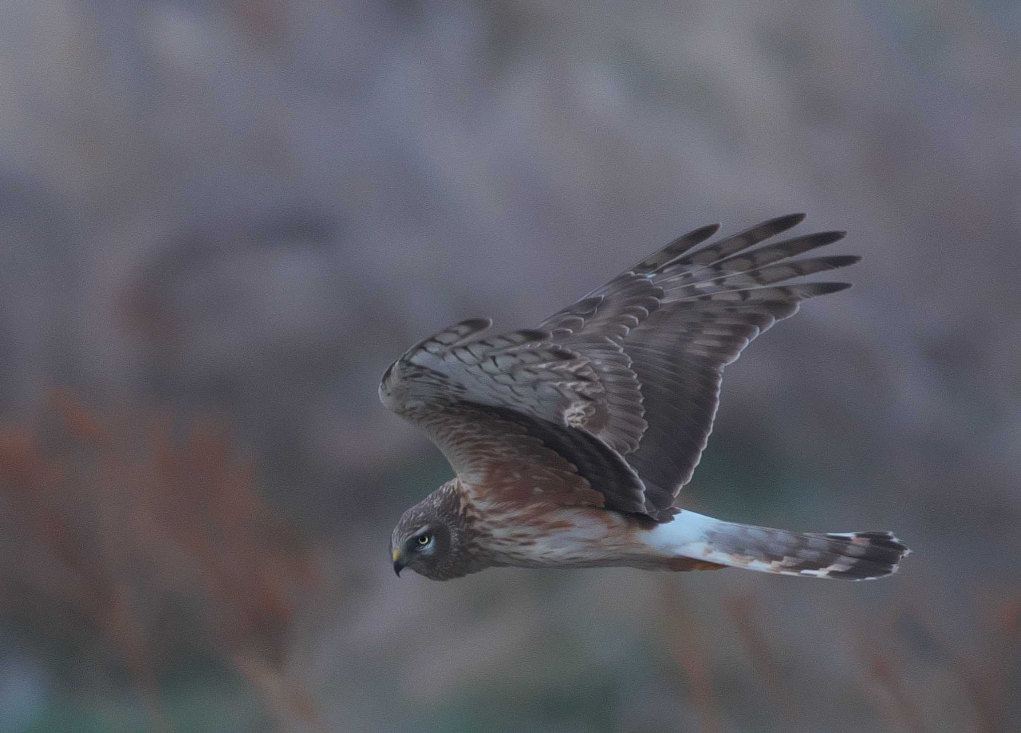 群馬県 ハイイロチュウヒの写真 by snipe