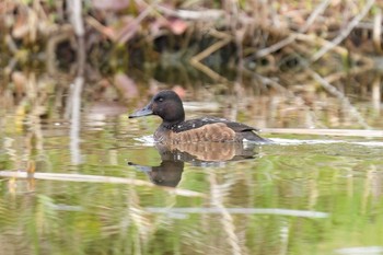 Baer's Pochard Mizumoto Park Sun, 3/24/2024