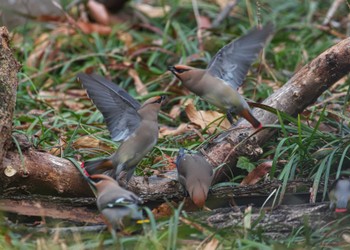 Japanese Waxwing 埼玉県 Sun, 3/24/2024