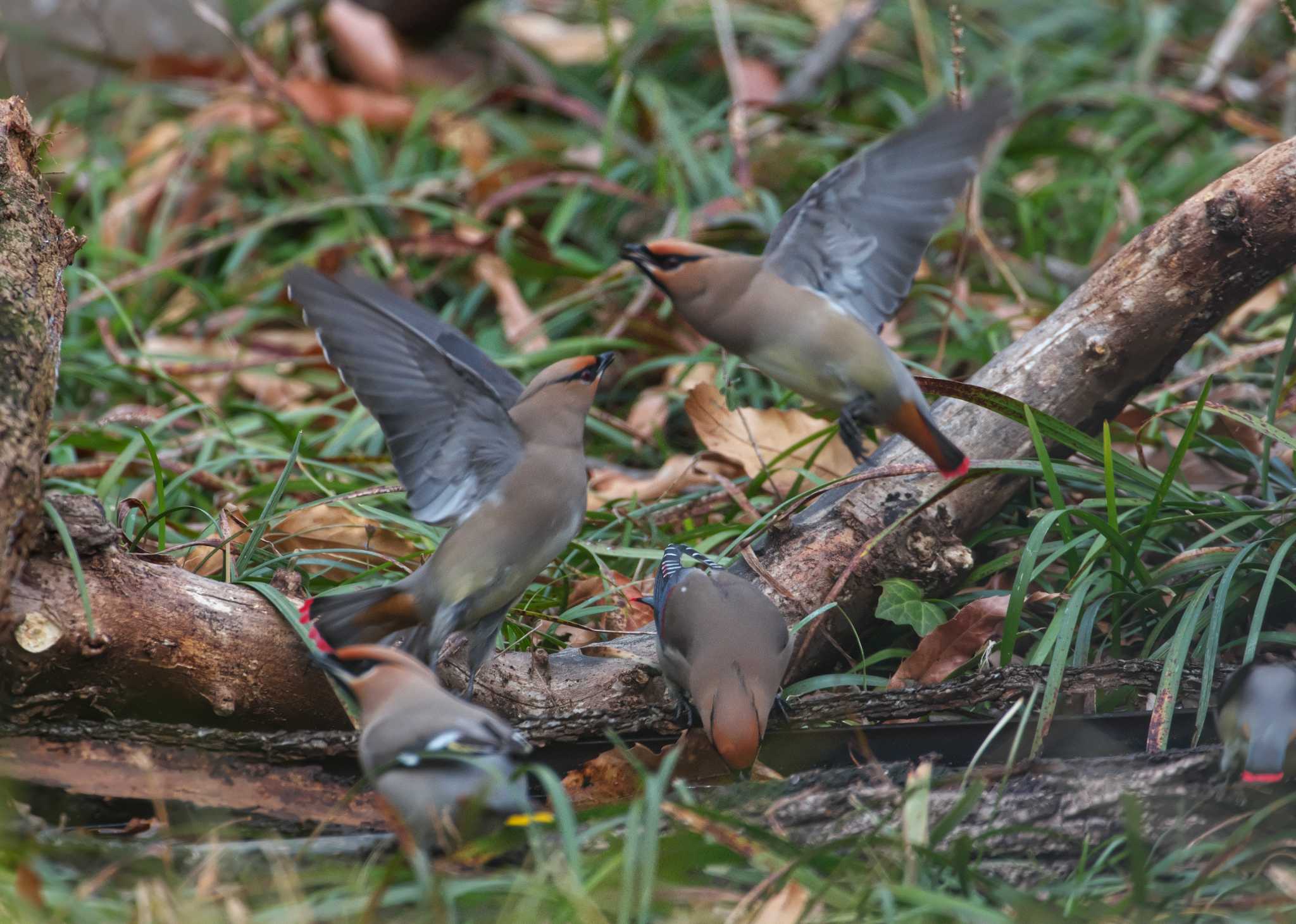 Photo of Japanese Waxwing at 埼玉県 by snipe