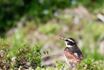 Dusky Thrush Inashiki Tue, 3/19/2024