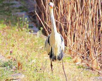 アオサギ 大仙公園 2024年3月22日(金)