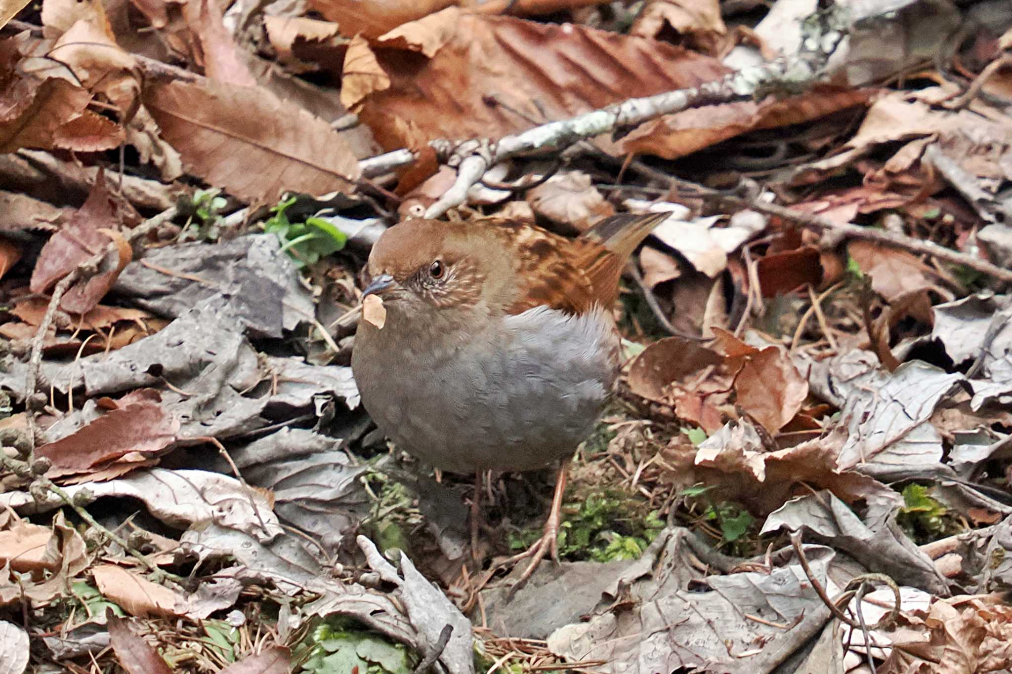 Photo of Japanese Accentor at Hinohara Tomin no mori by 藤原奏冥