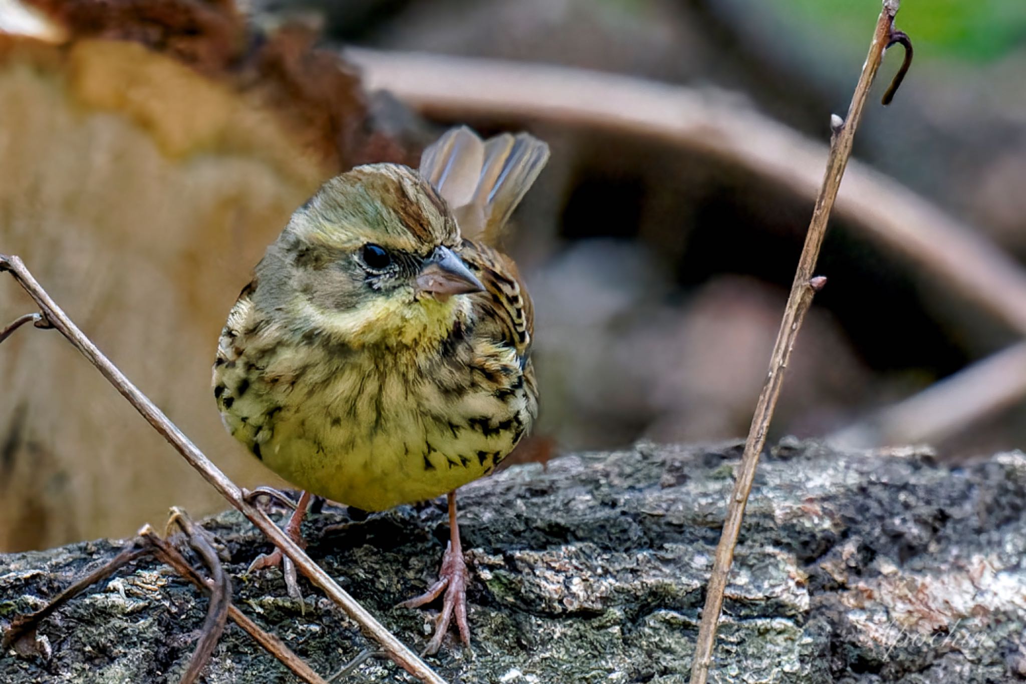 Photo of Masked Bunting at Kitamoto Nature Observation Park by アポちん