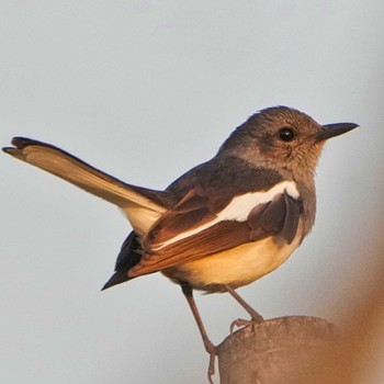 Oriental Magpie-Robin Doi Inthanon National Park Sat, 3/9/2024