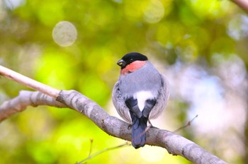 Eurasian Bullfinch 茨城県 Fri, 3/22/2024