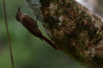 Wedge-billed Woodcreeper