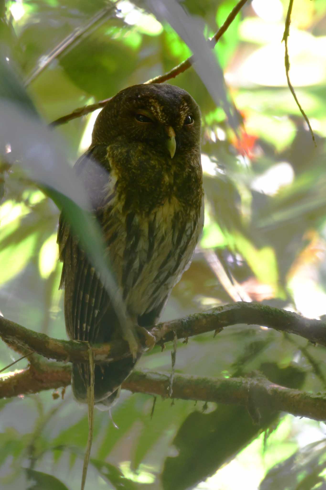 Mottled Owl