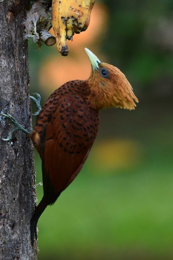 Chestnut-colored Woodpecker コスタリカ Sat, 2/10/2024