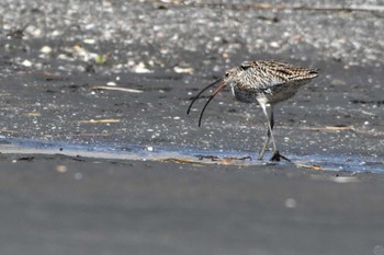 ホウロクシギ ふなばし三番瀬海浜公園 2024年3月21日(木)