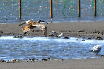 ホウロクシギ ふなばし三番瀬海浜公園 2024年3月21日(木)