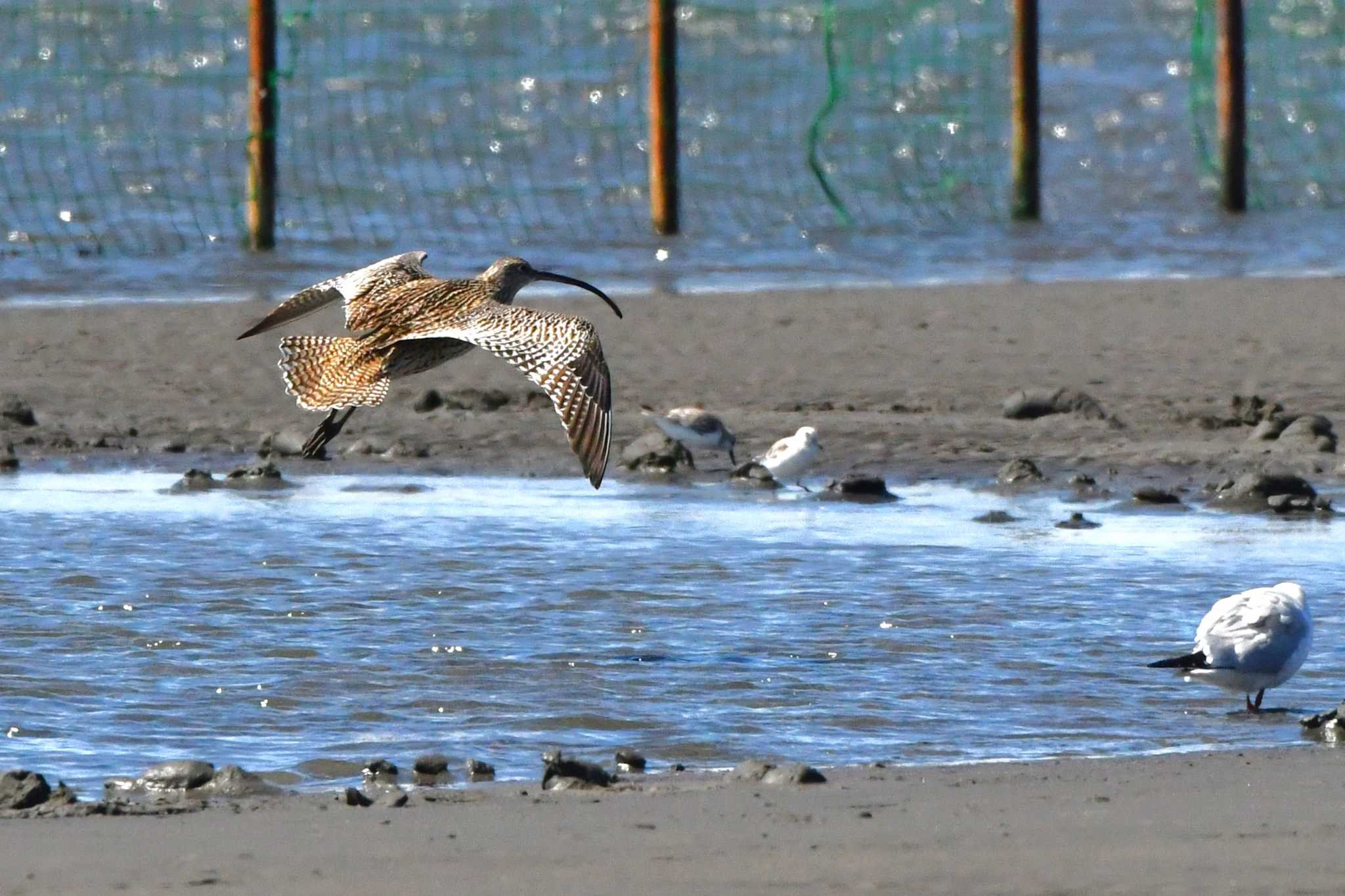 Photo of Far Eastern Curlew at Sambanze Tideland by geto