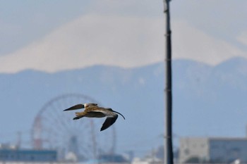 ホウロクシギ ふなばし三番瀬海浜公園 2024年3月21日(木)