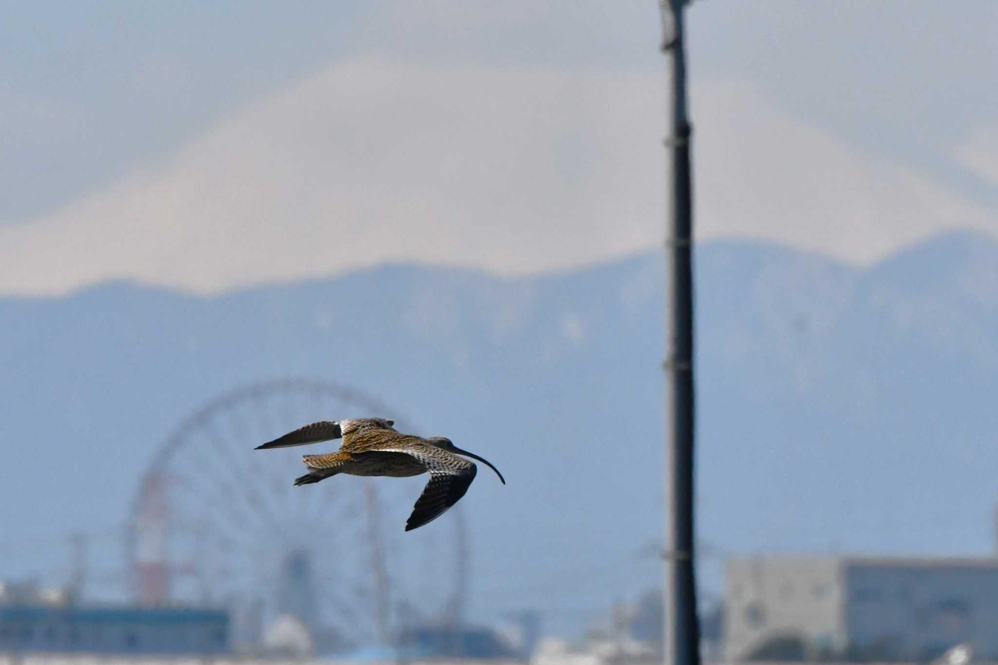 ふなばし三番瀬海浜公園 ホウロクシギの写真 by geto