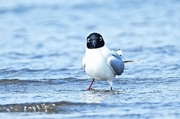 ズグロカモメ ふなばし三番瀬海浜公園 2024年3月17日(日)