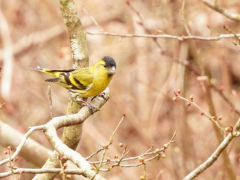 Eurasian Siskin 丸火自然公園 Wed, 3/20/2024