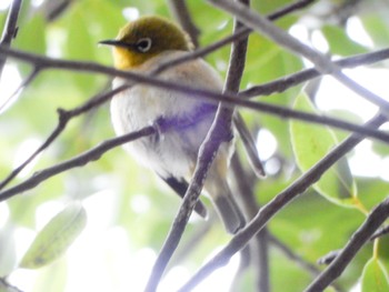 Warbling White-eye 徳生公園 Sun, 3/24/2024