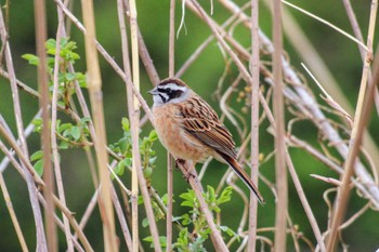 Meadow Bunting ふれあい松戸川 Sun, 3/24/2024