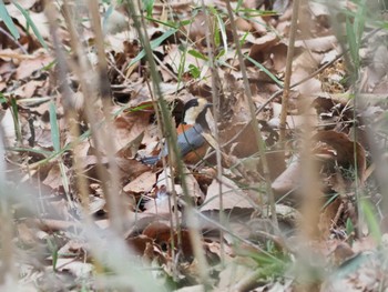 Varied Tit 近所の山 Sun, 3/24/2024