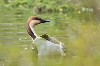 サカツラガン 大池親水公園 2024年3月24日(日)