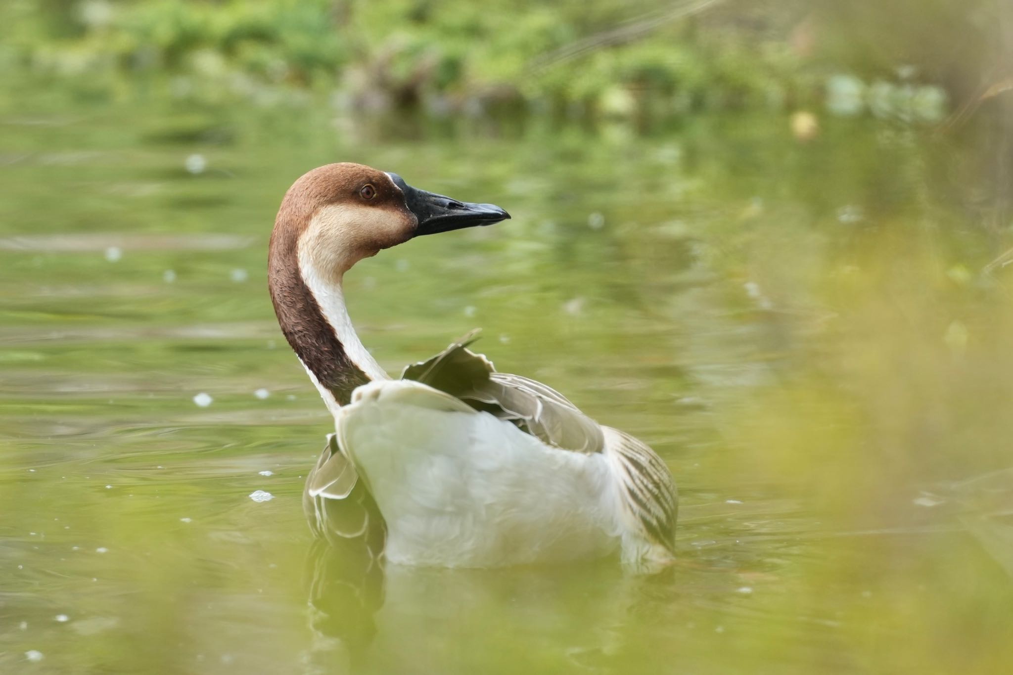 Photo of Swan Goose at Oikeshinsui Park by あらどん