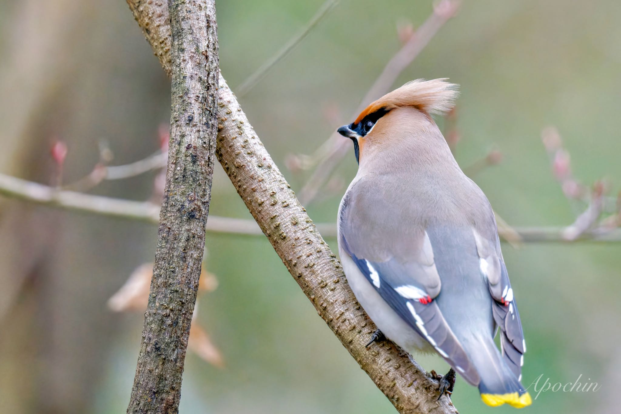 Photo of Bohemian Waxwing at Kitamoto Nature Observation Park by アポちん