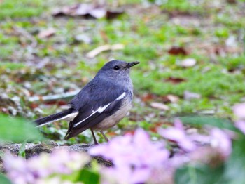 Oriental Magpie-Robin 大安森林公園 Sat, 3/2/2024