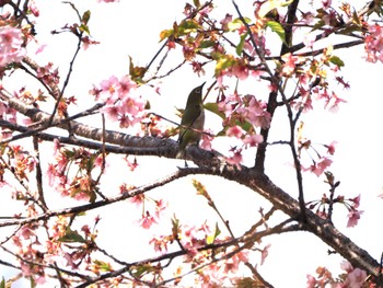 Warbling White-eye みずほの自然の森公園 Sun, 3/24/2024