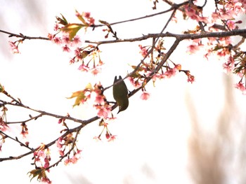 Warbling White-eye みずほの自然の森公園 Sun, 3/24/2024