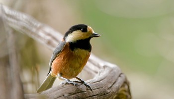 Varied Tit 鶴ヶ池 Sun, 3/17/2024