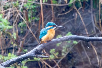 カワセミ 秋ヶ瀬公園 2024年3月25日(月)