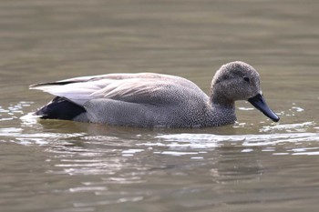 オカヨシガモ 明石公園 2024年2月11日(日)