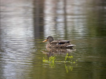 Mallard つくば市 Sun, 3/24/2024